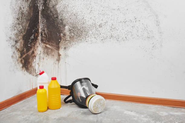 Best Fast Mold Removal  in Dardenne Prairie, MO