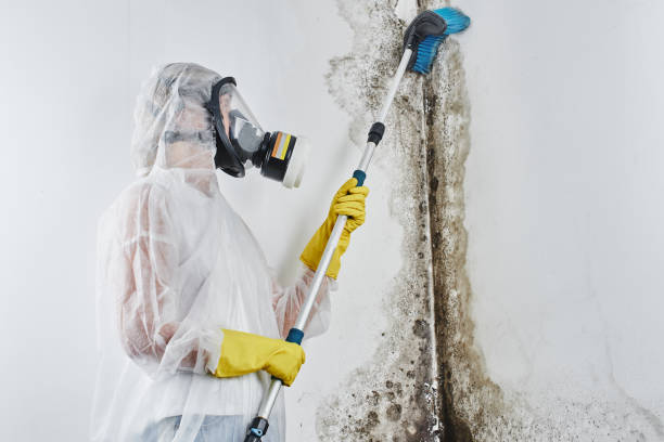 Best Home Mold Removal  in Dardenne Prairie, MO