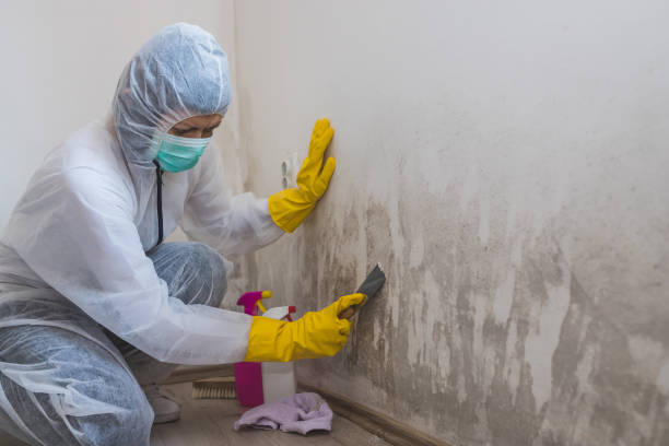 Trusted Dardenne Prairie, MO Mold Removal Experts