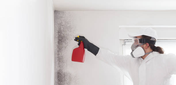 Best Certified Mold Removal  in Dardenne Prairie, MO