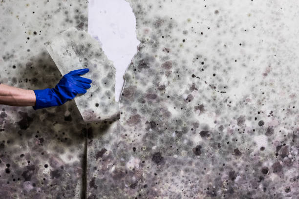 Best Emergency Mold Removal  in Dardenne Prairie, MO